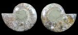 Polished Ammonite Pair - Agatized #54309-1